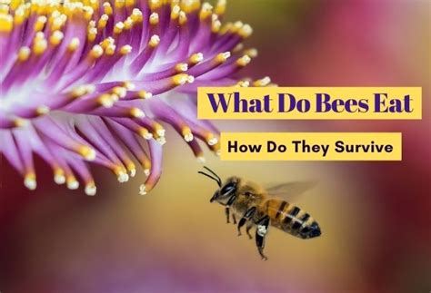 Why shouldn't you feed honey to bees?